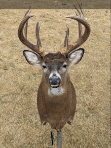 Top 5 Most Popular Animals to Mount - BlogQ3