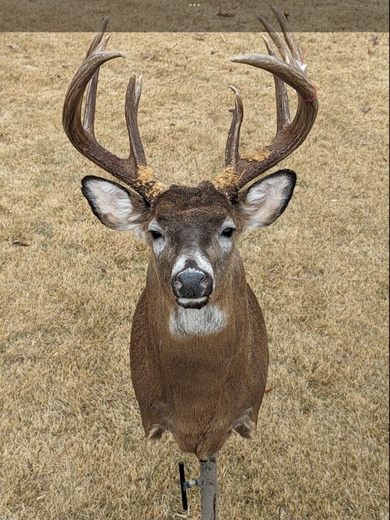 Top 5 Most Popular Animals to Mount - BlogQ3