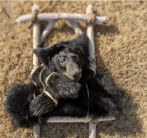 How to Spot Low-Quality Taxidermy Work and Avoid It