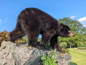 Shoulder Mounts vs. Full-Body Mounts