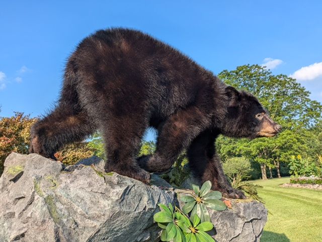 Shoulder Mounts vs. Full-Body Mounts